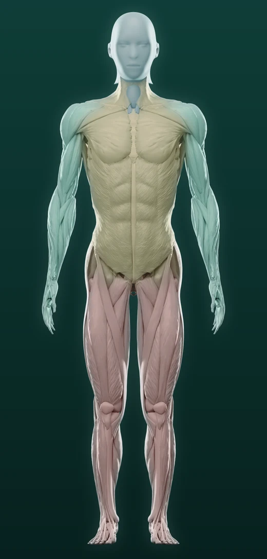 Everhale's anatomical body map, with the trunk and limbs coloured by fat level